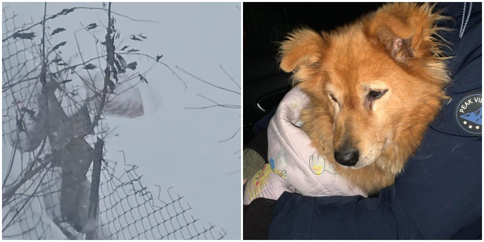 Собаку оставили на улице в –15. Подробности громкой истории из Фаниполя