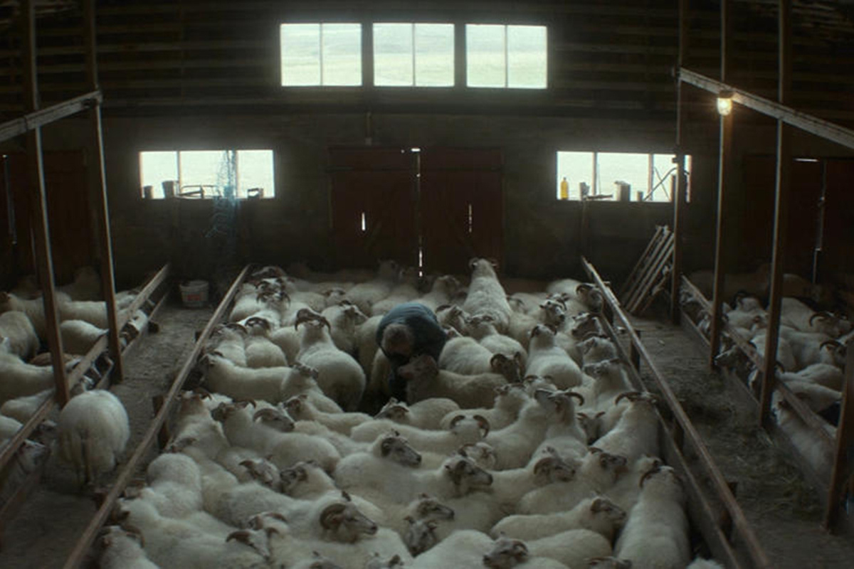 Aeroplan Film📷Кадр из фильма «Бараны»