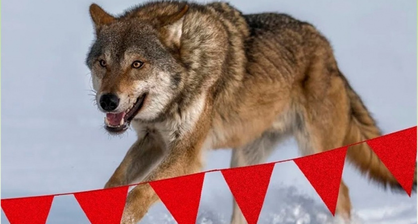    Фото Министерства охраны окружающей среды КО