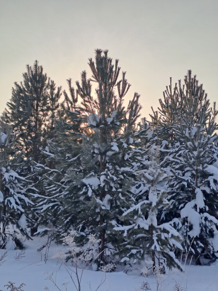 Недавняя прогулка. Слегка морозный и солнечный денёк был, с утра у солнца наблюдали солнечное гало, но заснять не успела (здесь и далее все фото сделаны автором статьи)