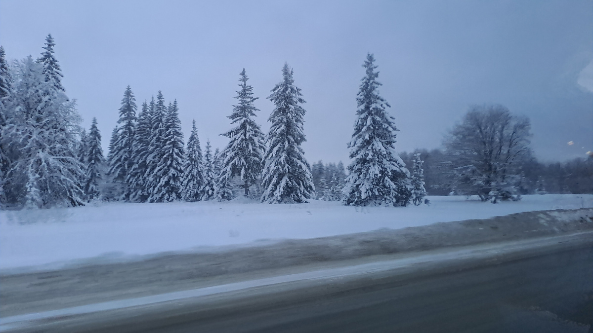 Заснеженный еловый лес