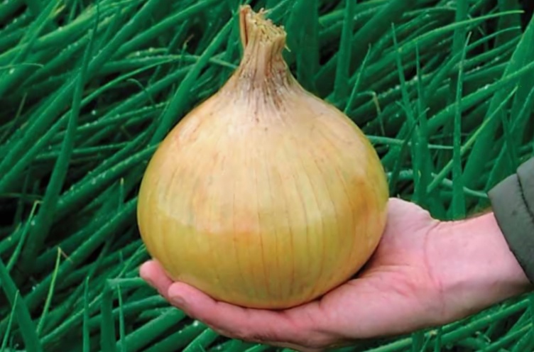 Яндекс. Картинки