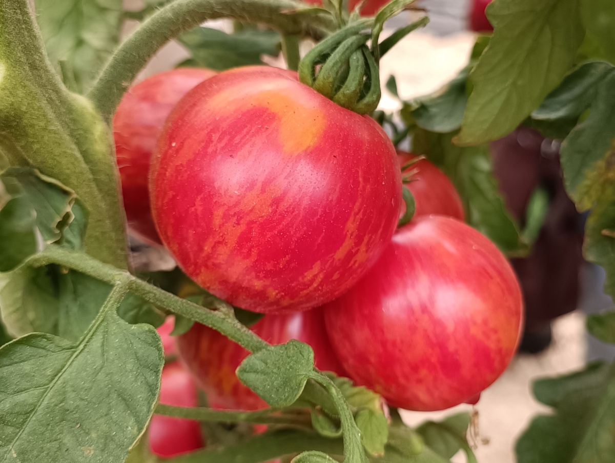 Малиновая зебра