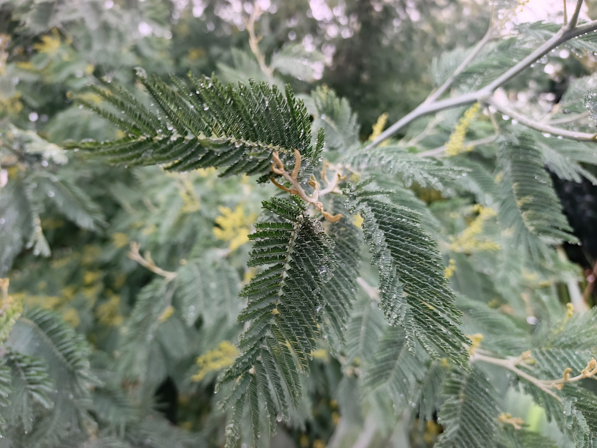 Адлер, дождливый январь 2026 года