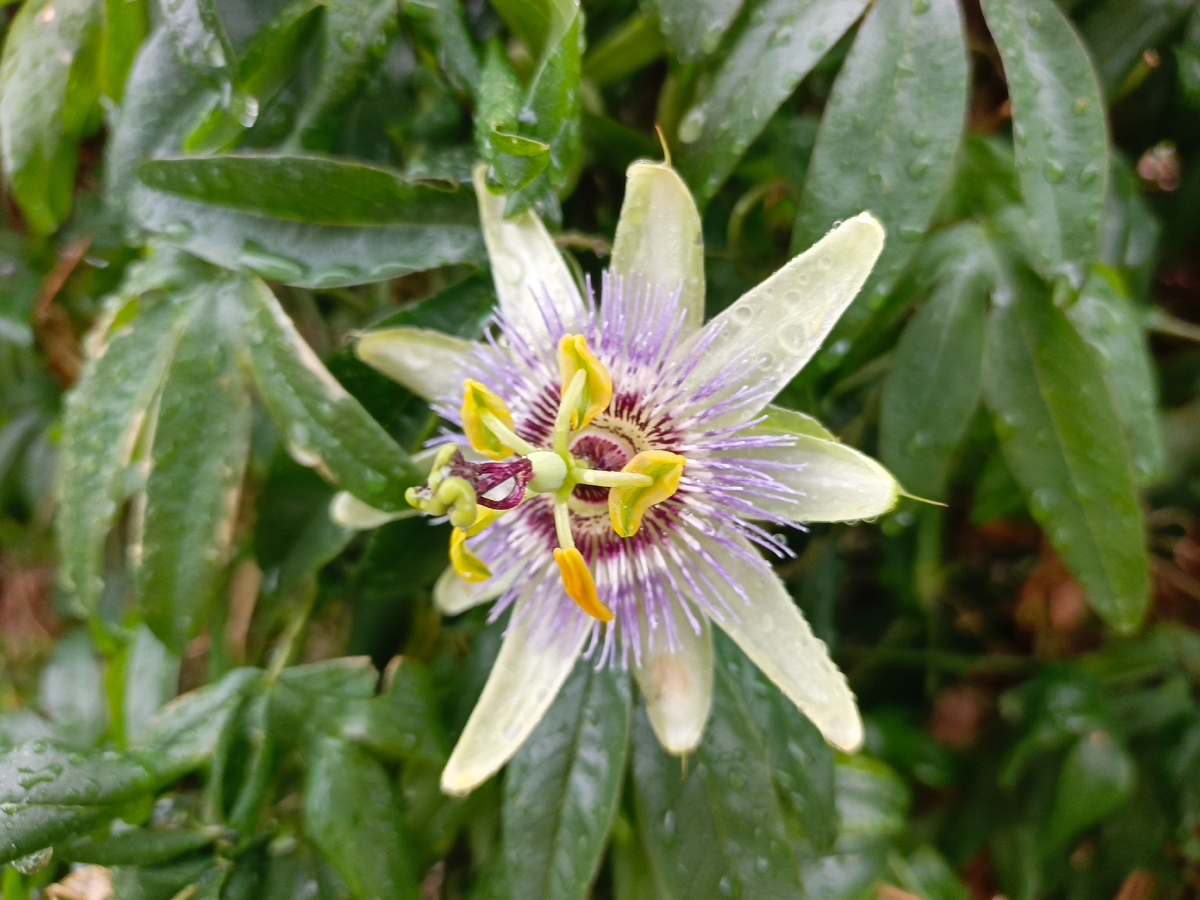 Адлер, дождливый январь 2026 года