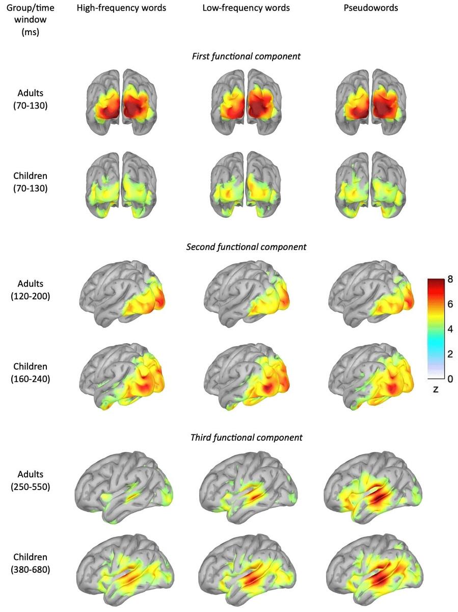    Мозговая активность на разных этапах обработки слова у взрослых и детей. Цвет показывает, насколько активна та или иная область мозга в конкретный момент времени. Рисунок иллюстрирует, что у детей пик реакции в тех же зонах смещен по времени по сравнению со взрослыми / © Samoylov I., Bolgina T., Lonshakov G., Gomozova M., Arutiunian V., & Dragoy O., Patterns of cortical activity in a silent single-word reading task depend on word frequency and age-related differences: An MEG study, Psychophysiology, Volume 62, e70192, 2025