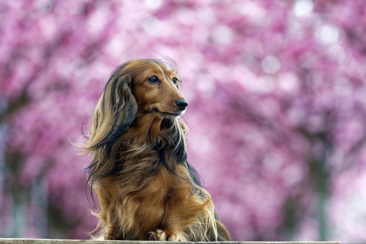    Таксы часто страдают от ожирения и проблем с суставами, поэтому для них особенно важно правильное кормление.