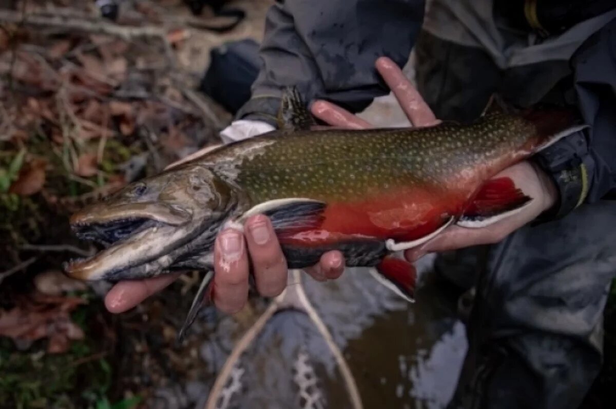    Женщина в Дагестане перевозила почти 250 кг краснокнижной рыбы