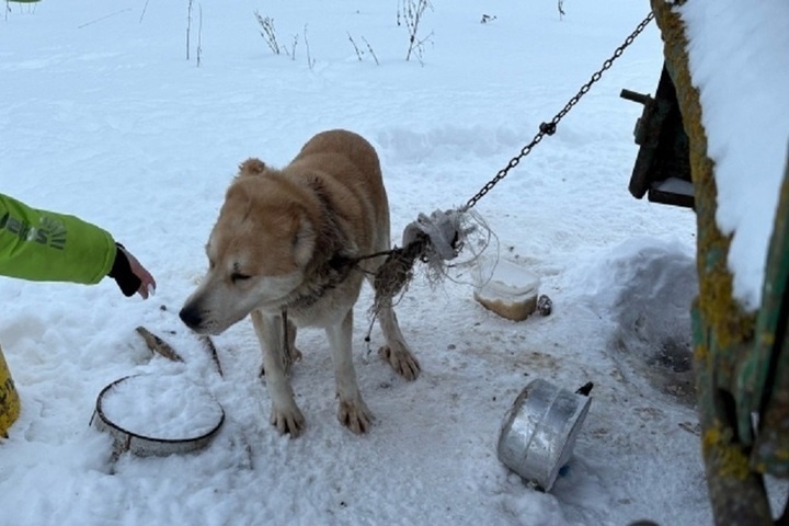 Волонтёры спасли алабая по кличке Малыш в Прионежском районе