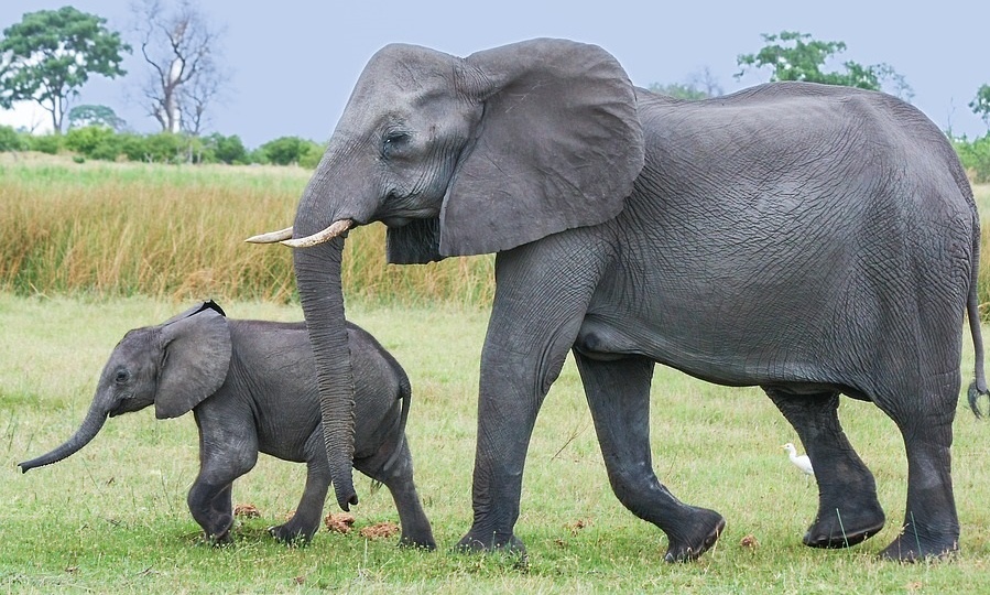 Топ-10 видов слонов в истории: рейтинг самых больших и маленьких видов