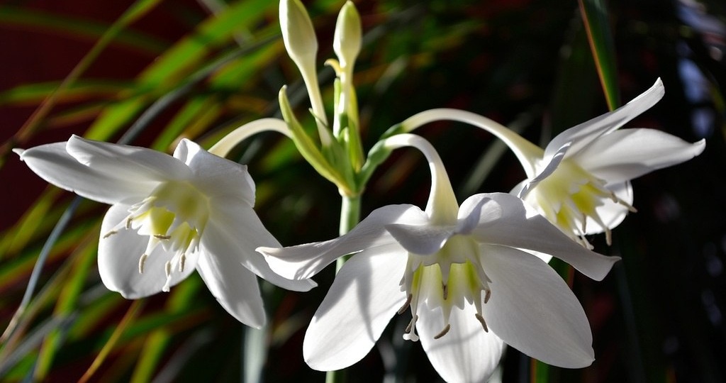 Садовая азбука на букву Э