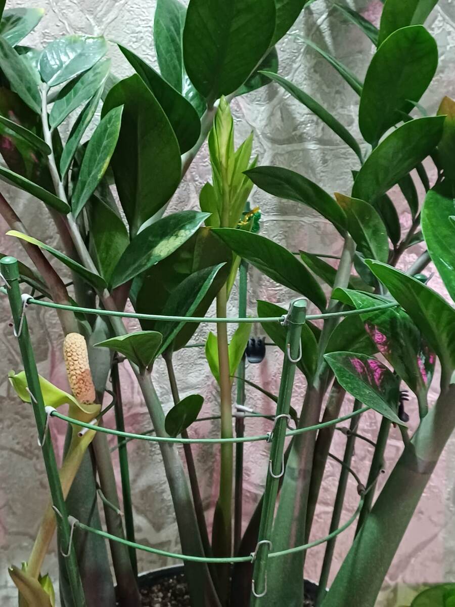 Цветение замиокулькаса. Январь 2026г. Фото из личного архива.