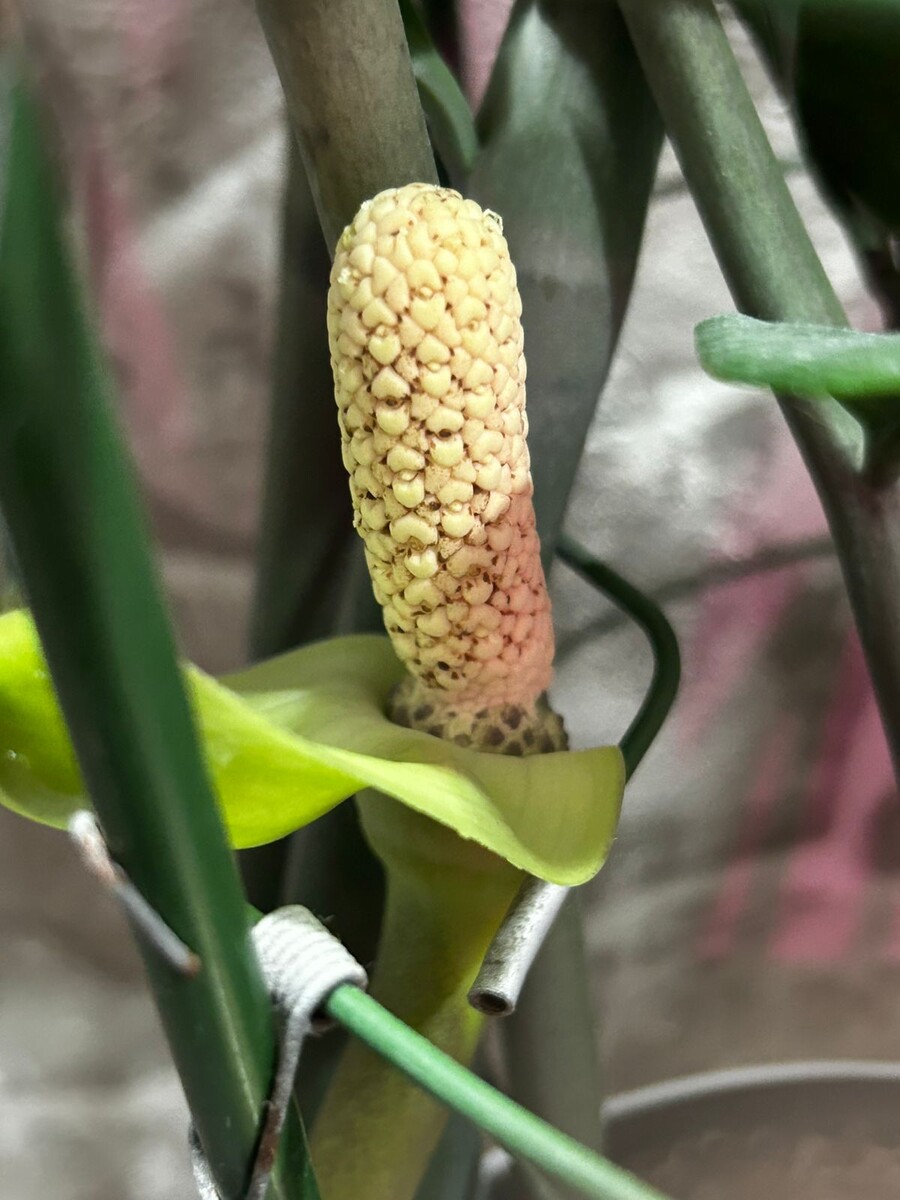 Похож на початок кукурузы, правда?