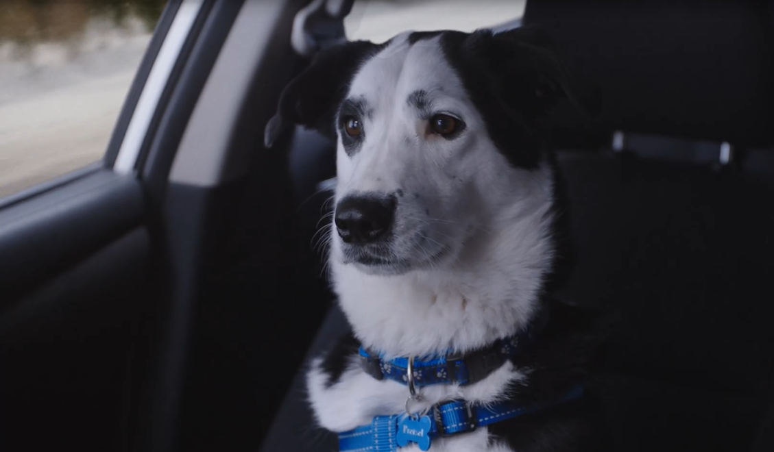 Знакомьтесь, это - Претцель. Ну милота же! 