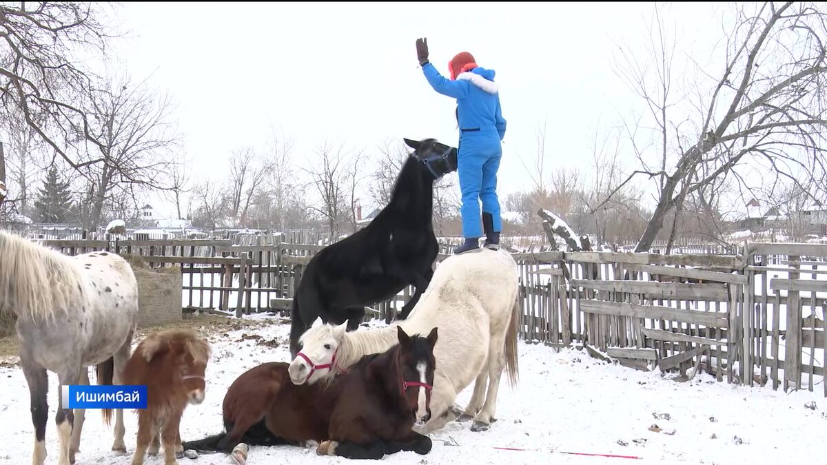    Дрессировщица лошадей Татьяна Носова из Башкортостана готовит со своими подопечными новую программу