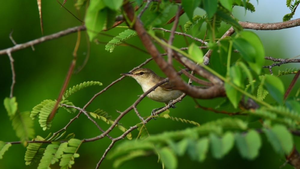     Фото: manu gabriel/Shutterstock/FOTODOM