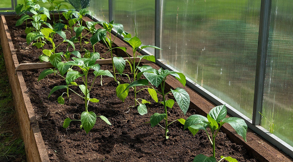 Проблемы рассады. Окучивать или заглублять?