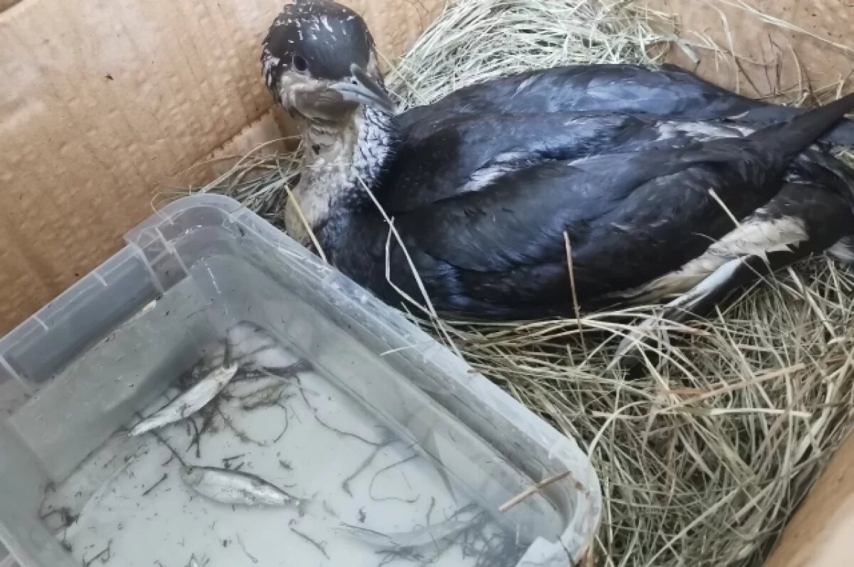    На спасение найденной умирающей в Коми краснокнижной гагары собирают деньги