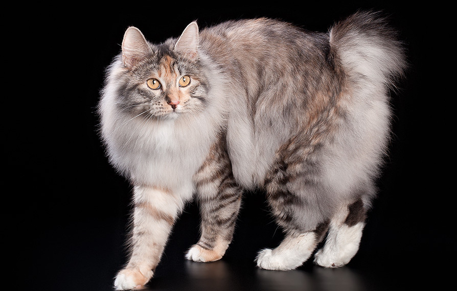 World Cat Federation