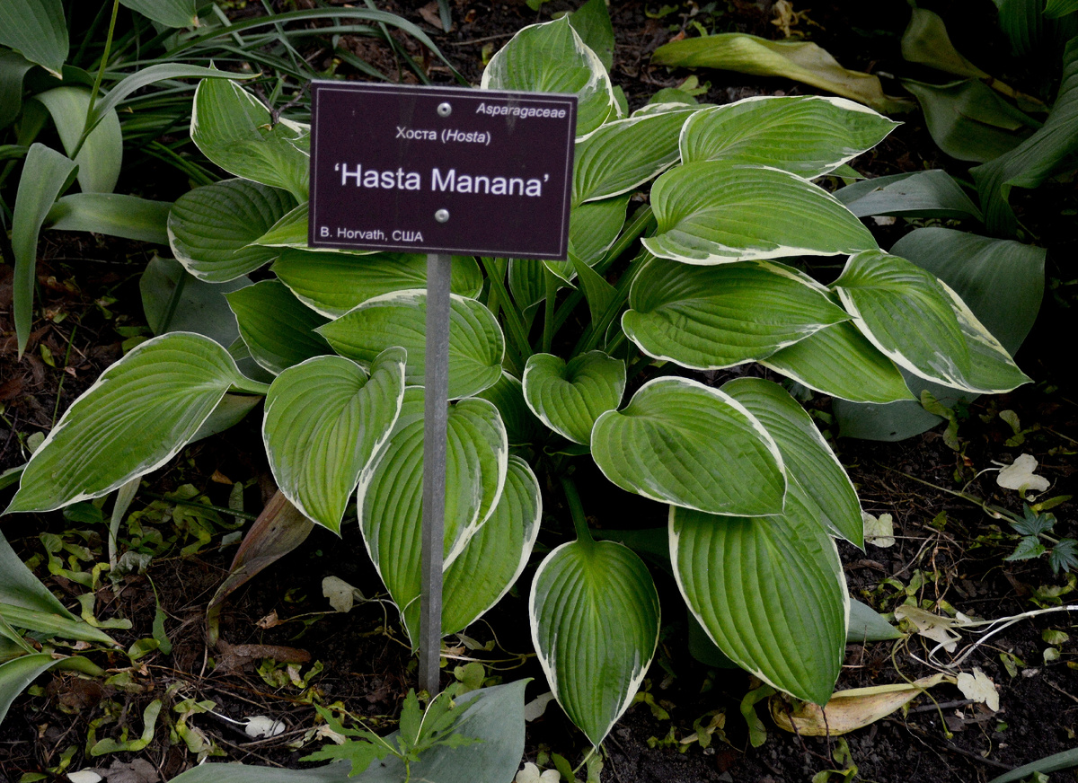 Хоста 'Аста Маньяна'.Все фотографии в статье мои