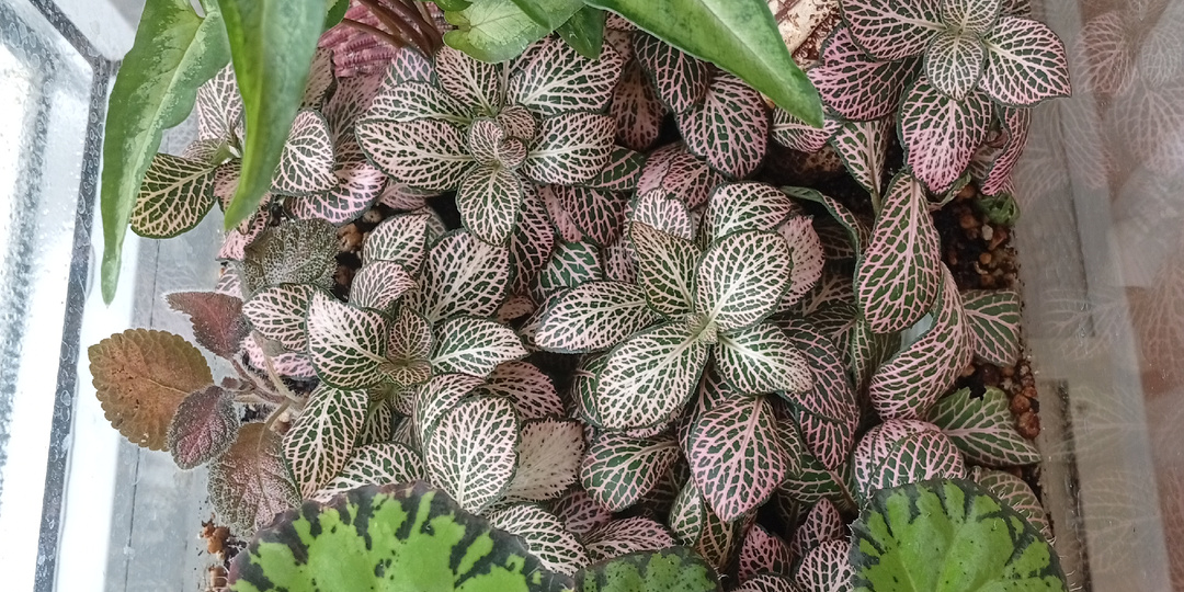 Почти год под стеклом: 📸 репортаж из моего флорариума