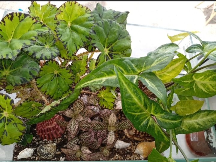 Вид сверху, июнь 2025 г.