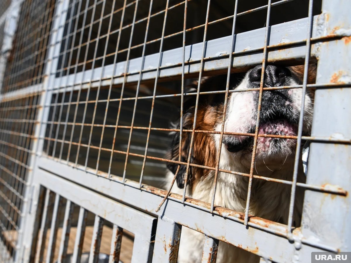     Зоозащитники обнаружили в приюте для собак около 30 трупов животных