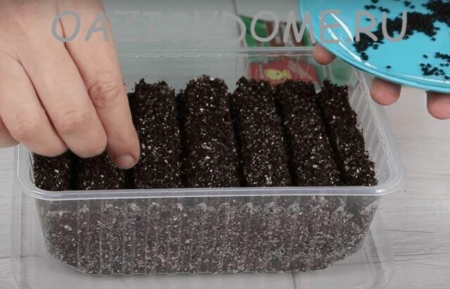 Посев на рассаду лука-порея