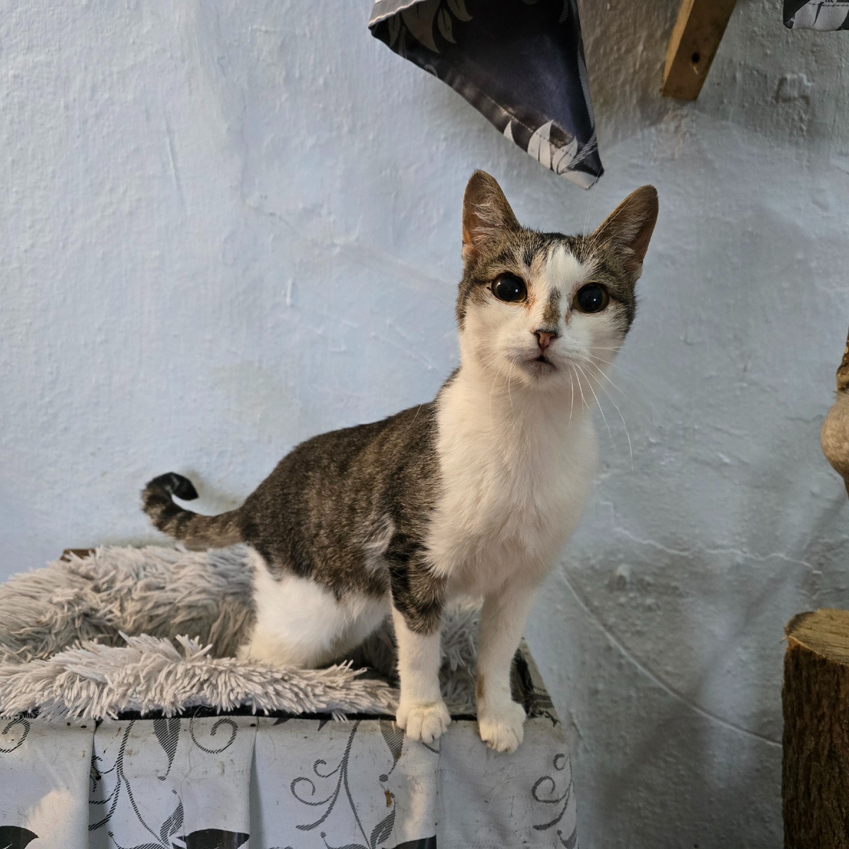 взгляд полный надежды и страха