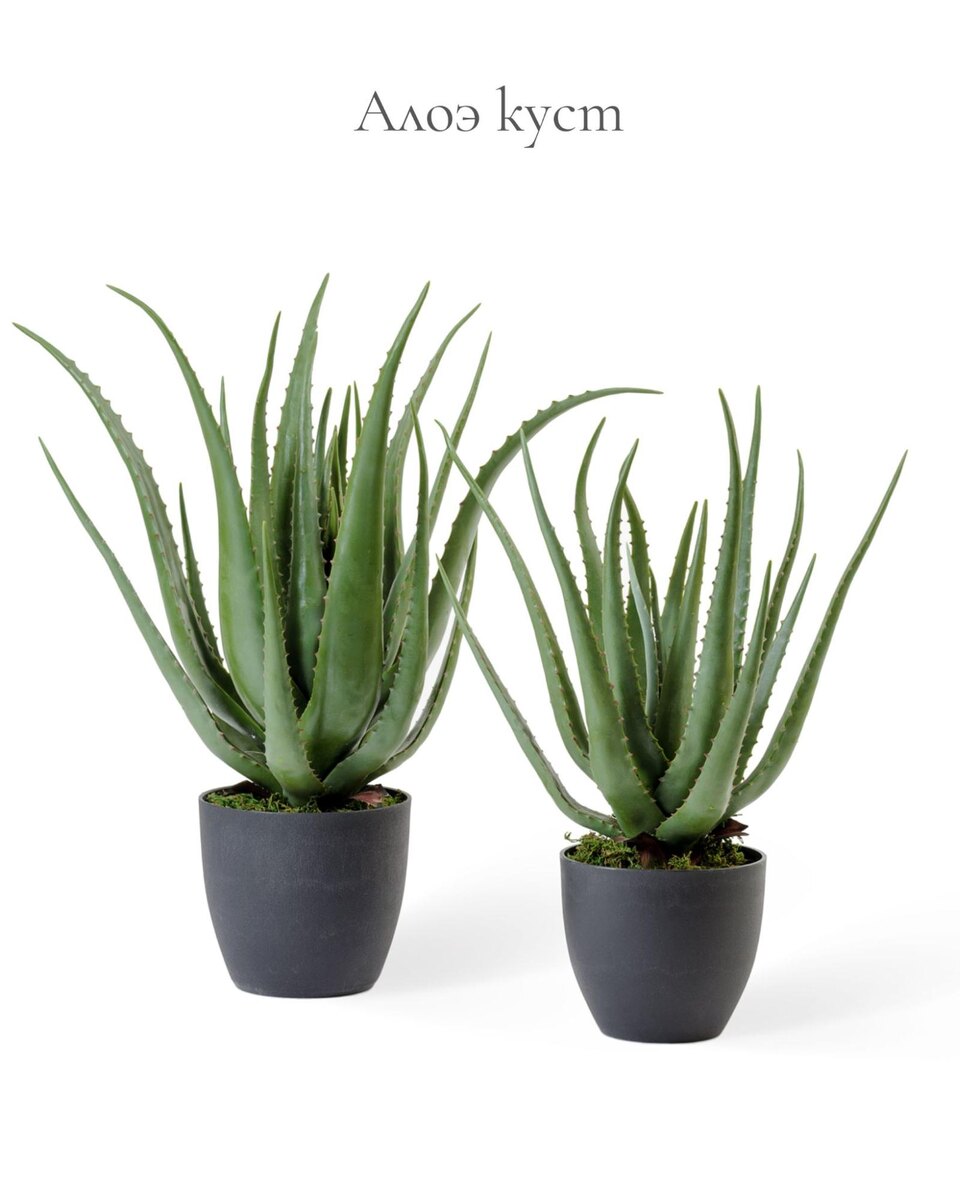 Кашпо и растения TREEZ Collection