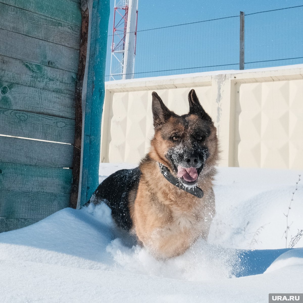    Овчарки считаются одними из самых умных собак