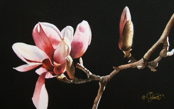 Художник Жаклин Гнотт. Ветка магнолии