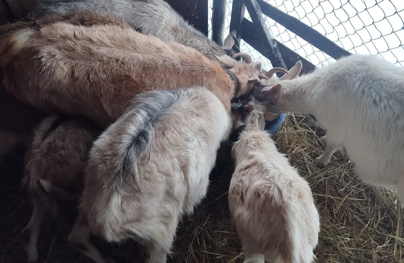 Козы в январе: поим теплой водой и чистим копытца от снега