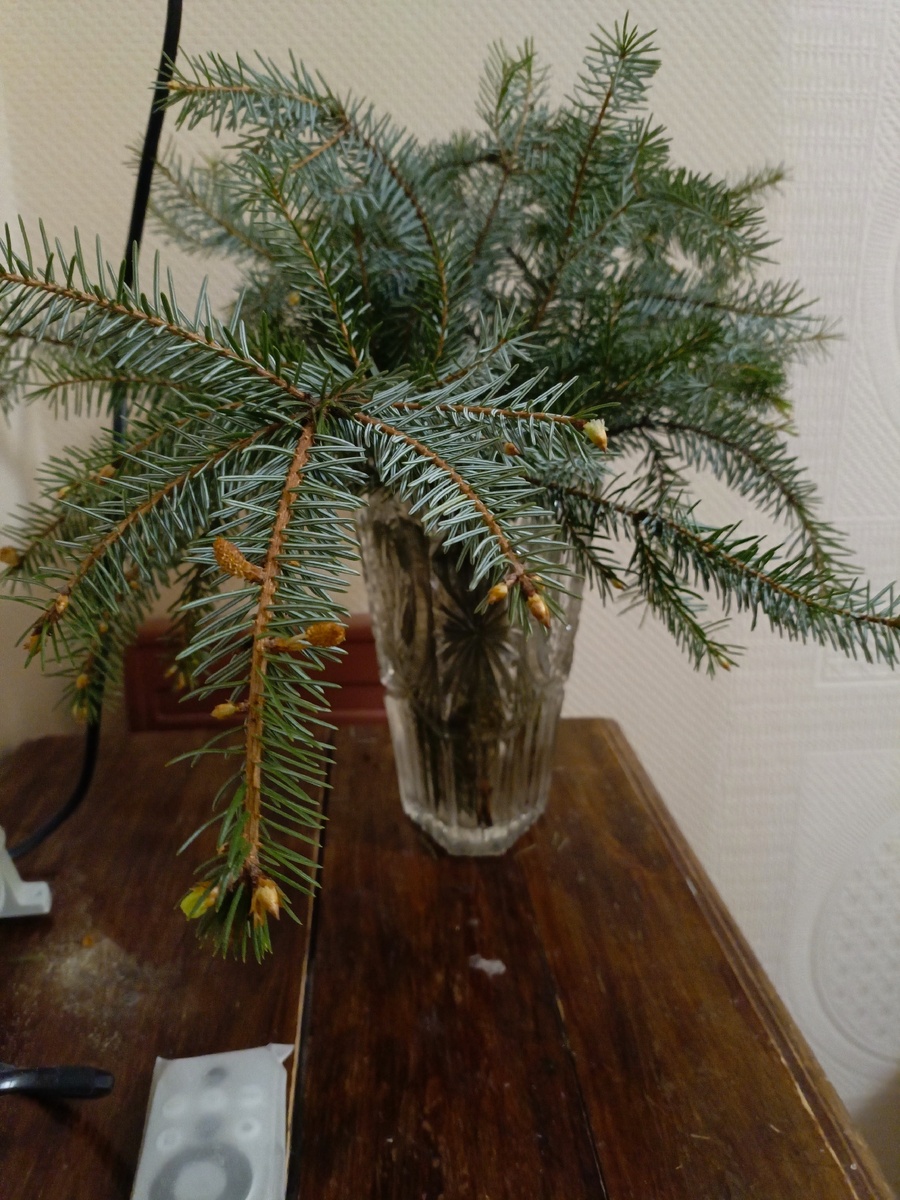 Предновогодний сад. Видны две сербские ели, с которых и срезала веточки📷   Новогодние веточки… зазеленели?📷     Предновогодний сад. Видны две сербские ели, с которых и срезала веточки

