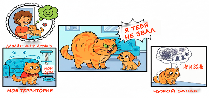 кошка нападает на других кошек