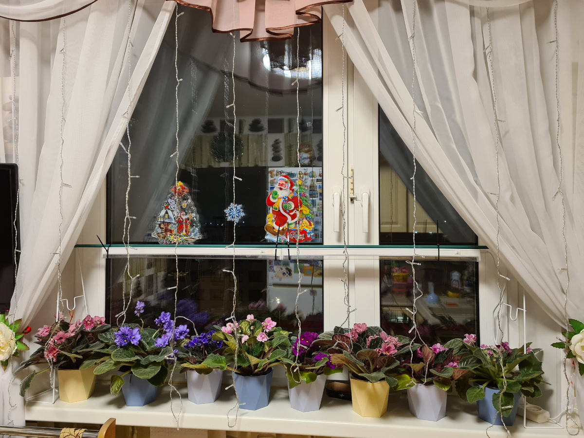 Январское цветение фиалок  - фото из личного архива.