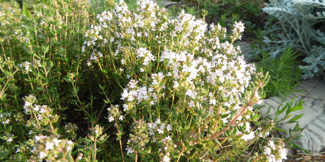 Возможно, я нашла многолетний чабер