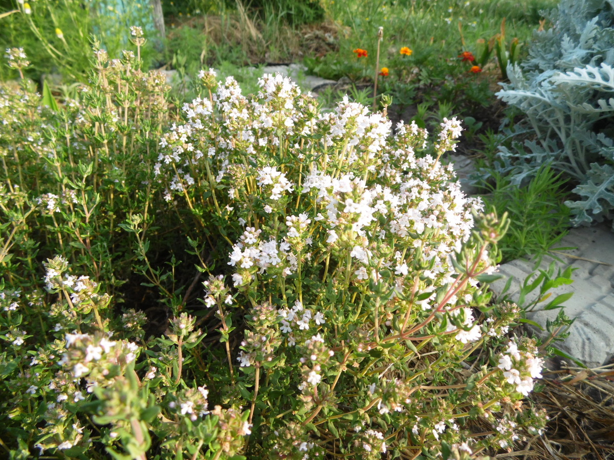 Из семян. Первый сезон в саду.