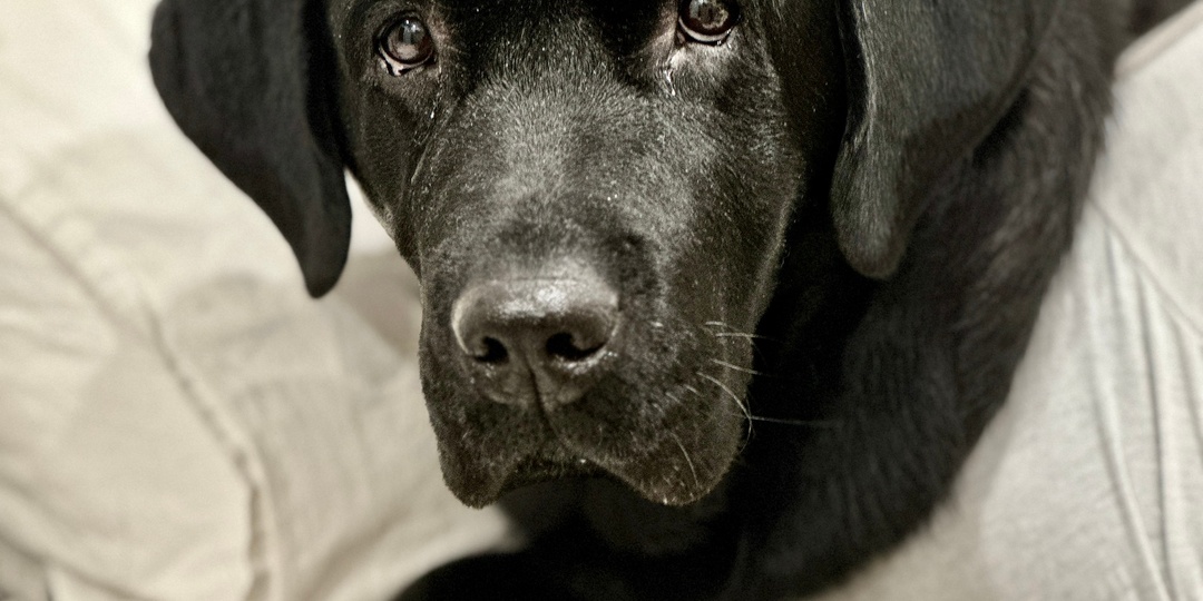 💖 Линда ищет свой дом! Подарите лабрадору счастье! 🏡