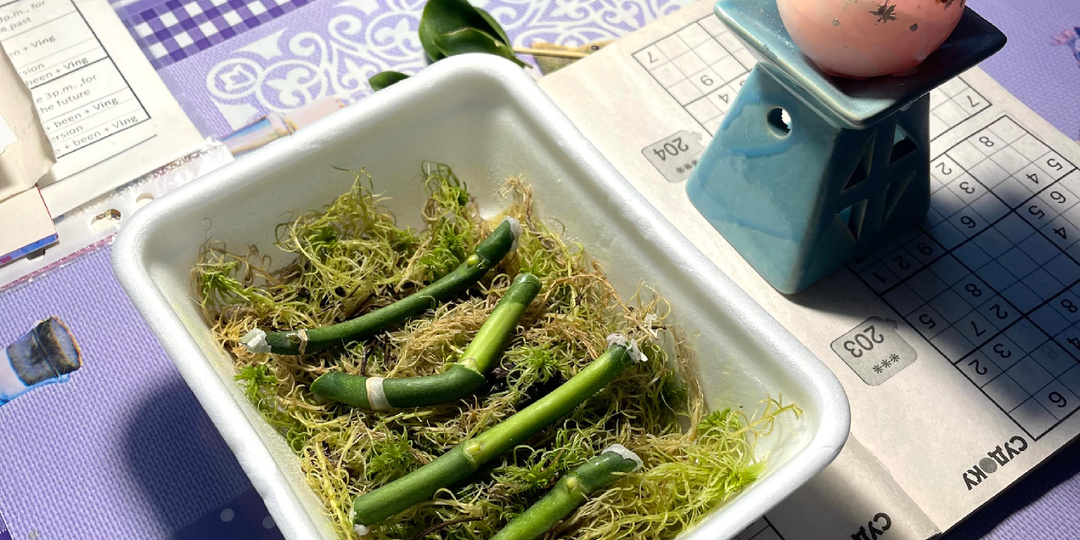 Размножение Орхидей, начало …