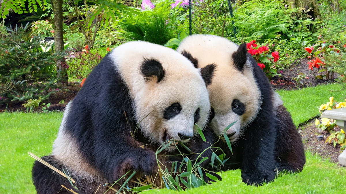     Фото: AbdulManan786/Shutterstock/FOTODOM Гигантская панда — самый известный символ борьбы за сохранение видов — улучшил свои шансы на выживание