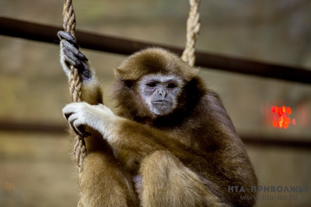    Обезьяна уже дважды покусала людей в ТЦ Балакова Саратовской области