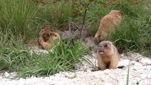 Marmota bobak - степной сурок-байбак