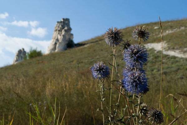 Кто обитает в Дивногорье?