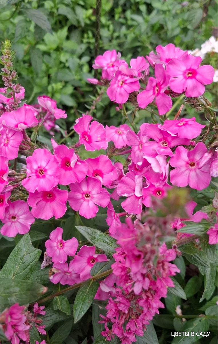 Флокс из Матвеевки Новосибирской области