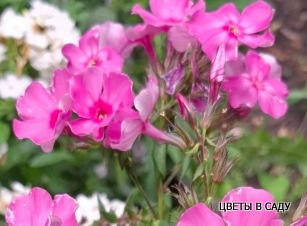 Флокс из Матвеевки Новосибирской области