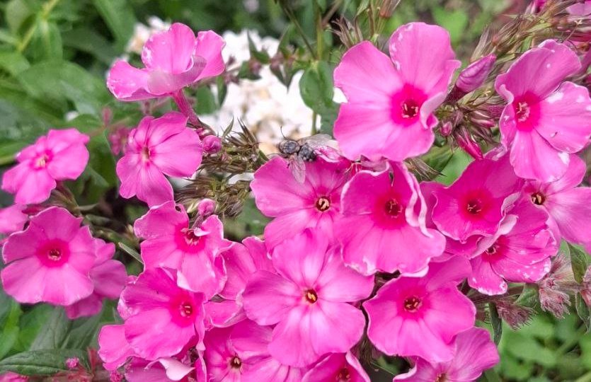 Изучаем сорта. Флокс из Новосибирска: Жара иль не Жара