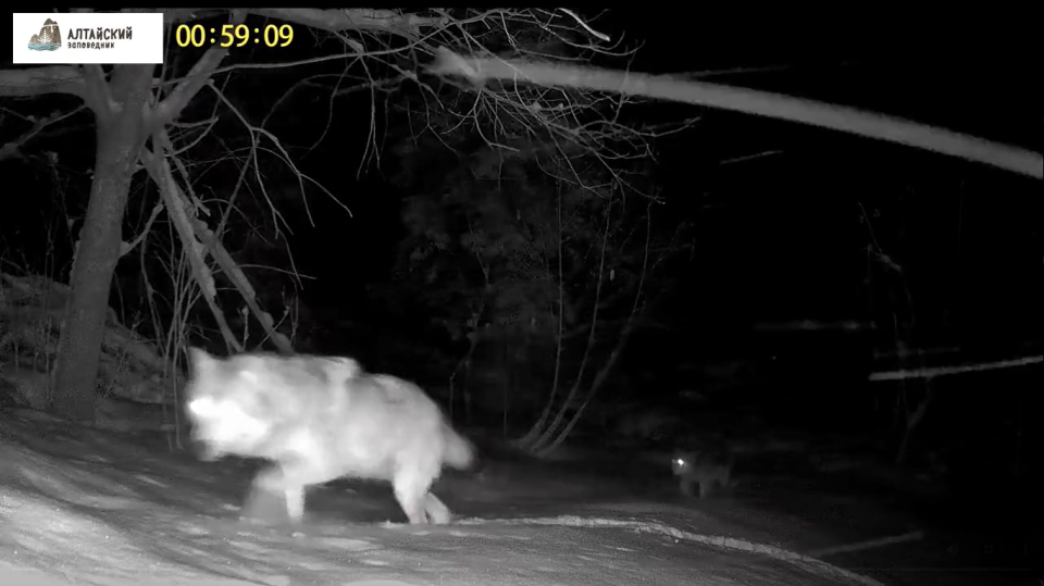    Волки в Алтайском запвоеднике. Источник: Фотоловушка. Установка – Юрий Калинкин / t.me/altzap