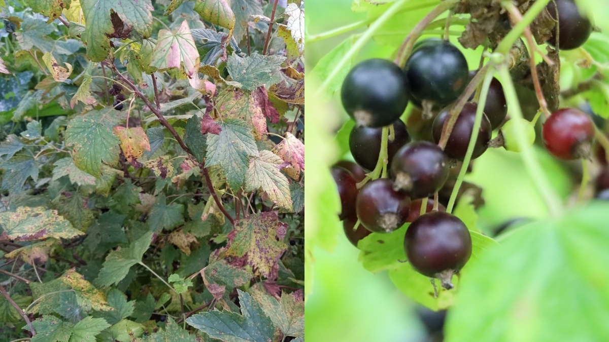 Результат эксперимента с картофельными очистками - разница в урожайности