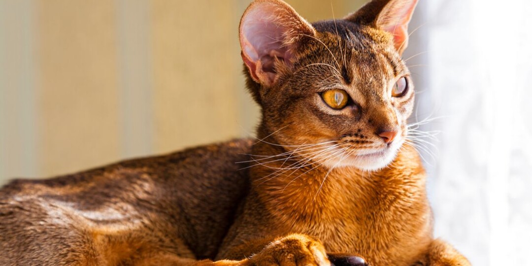 Самый красивый кот в мире: абиссинец из России — по версии WCF